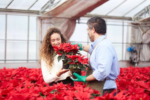 Loja de jardinagem com flor poinsettia — Fotografia de Stock