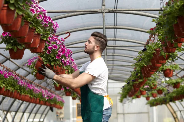 happy male nursery worker trimming plants in greenhouse