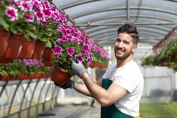 happy male nursery worker trimming plants in greenhouse