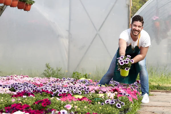 happy male nursery worker trimming plants in greenhouse