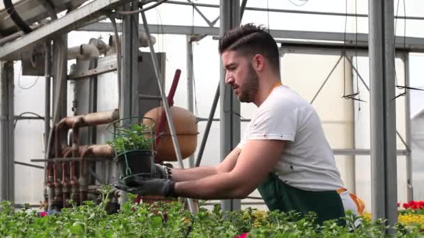 Šťastný muž školky pracovník oříznutí rostliny ve skleníku — Stock video