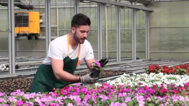 mutlu erkek çocuk işçi kırpma bitki sera içinde