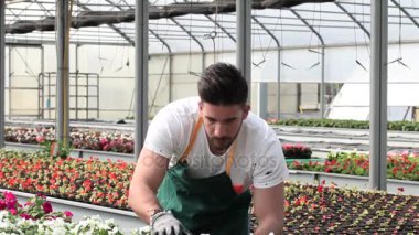 mutlu erkek çocuk işçi kırpma bitki sera içinde