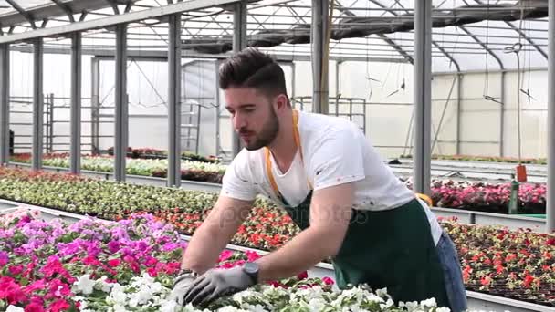 Šťastný muž školky pracovník oříznutí rostliny ve skleníku — Stock video