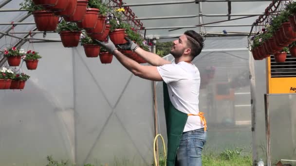 Feliz viveiro masculino cortando plantas em estufa — Vídeo de Stock