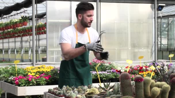 Feliz vivero masculino trabajador plantas de recorte en invernadero — Vídeo de stock