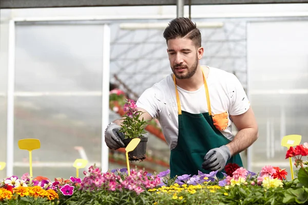 happy male nursery worker trimming plants in greenhouse