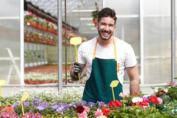 Happy male nursery worker trimming plants in greenhouse — Stock Photo, Image
