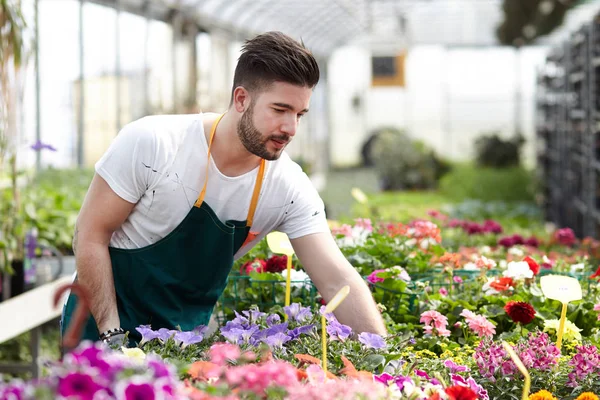 Feliz viveiro masculino cortando plantas em estufa — Fotografia de Stock