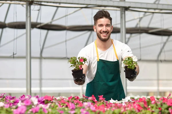 Happy male nursery worker trimming plants in greenhouse — Stock Photo, Image