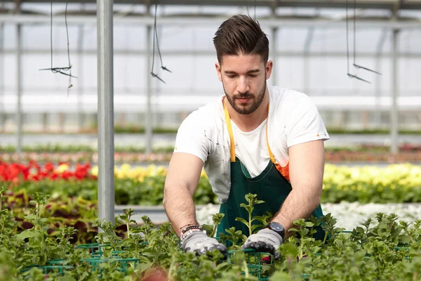 Gärna manliga arbetare trimning plantskoleväxter i växthus — Stockfoto