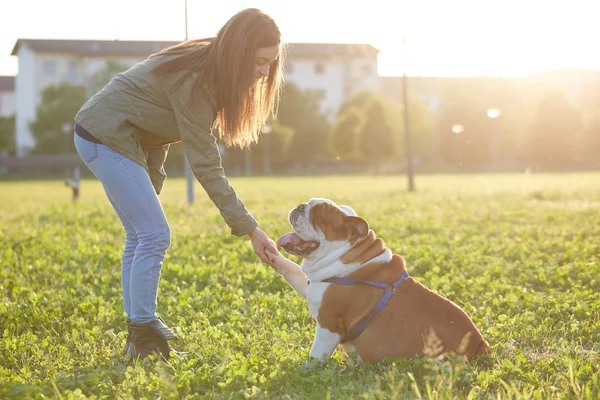 Mulheres abraçando um bulldog britânico e beijo — Fotografia de Stock