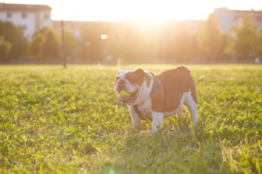 sevimli İngiliz bulldog ayakta çim