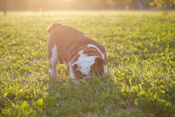Cute english bulldog standing on the grass — Stock Photo, Image