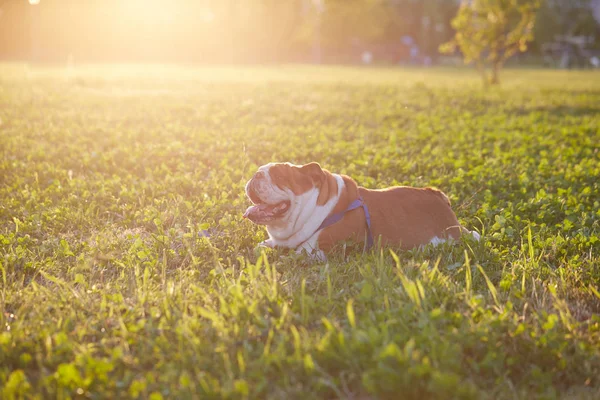 Niedliche englische Bulldogge steht auf dem Gras — Stockfoto