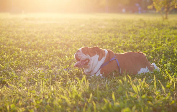 Sevimli İngiliz bulldog ayakta çim — Stok fotoğraf