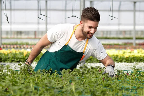 happy male nursery worker trimming plants in greenhouse