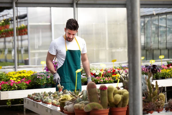 Gärna manliga arbetare trimning plantskoleväxter i växthus — Stockfoto