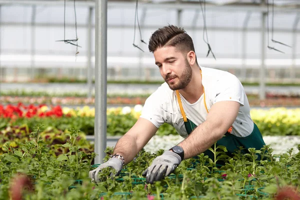 Happy male nursery worker trimming plants in greenhouse — Stock Photo, Image