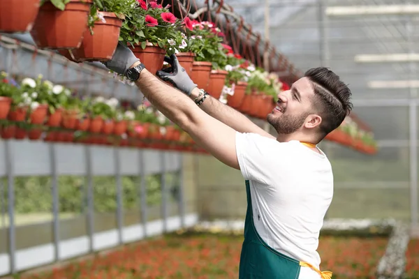 Feliz vivero masculino trabajador plantas de recorte en invernadero — Foto de Stock