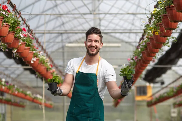 Feliz viveiro masculino cortando plantas em estufa — Fotografia de Stock