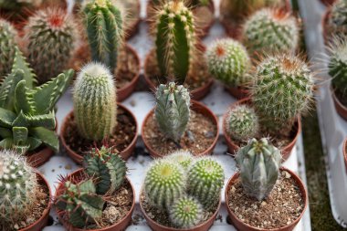 Grup kaktüs Bahçe deposunda vurdu