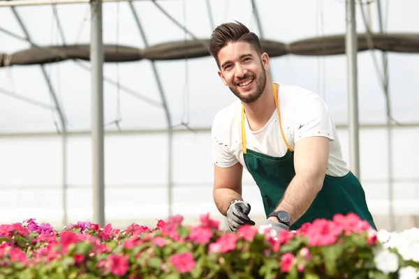 Feliz viveiro masculino cortando plantas em estufa — Fotografia de Stock