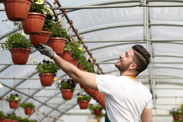 Gärna manliga arbetare trimning plantskoleväxter i växthus — Stockfoto