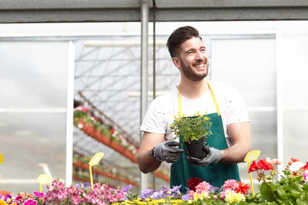 Gärna manliga arbetare trimning plantskoleväxter i växthus — Stockfoto
