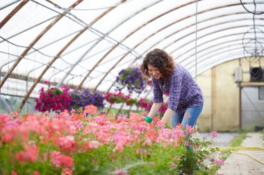 Mutlu kadın kreş işçisi seradaki bitkileri buduyor.