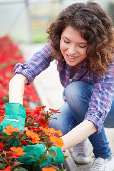 Feliz trabalhadora do berçário feminino aparando plantas em estufa — Fotografia de Stock