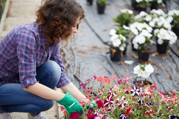 Feliz mujer vivero trabajador recorte plantas en invernadero — Foto de Stock