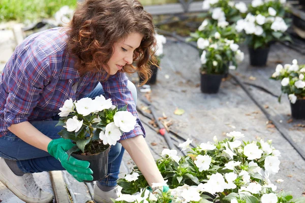 Feliz mujer vivero trabajador recorte plantas en invernadero — Foto de Stock