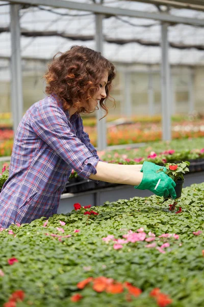 Glad kvinnlig plantskola arbetare putsning växter i växthus — Stockfoto