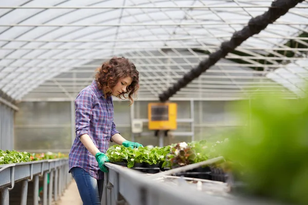 幸せな女性保育士が温室で植物をトリミングし — ストック写真