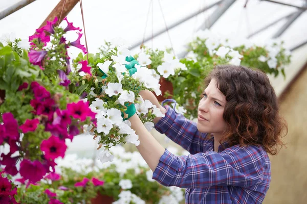 Mutlu kadın kreş işçisi seradaki bitkileri buduyor.
