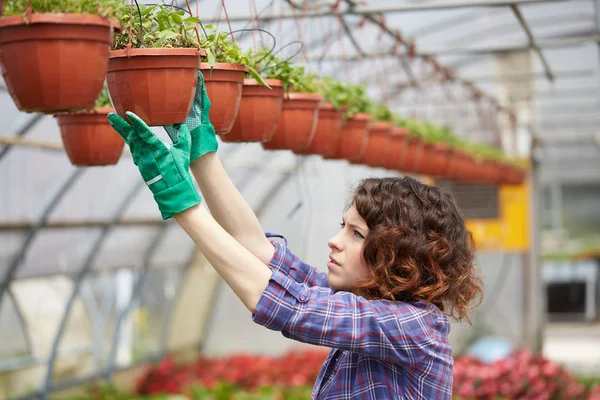 Glad kvinnlig plantskola arbetare putsning växter i växthus — Stockfoto