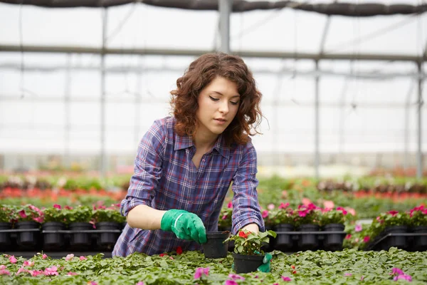 happy female nursery worker trimming plants in greenhouse