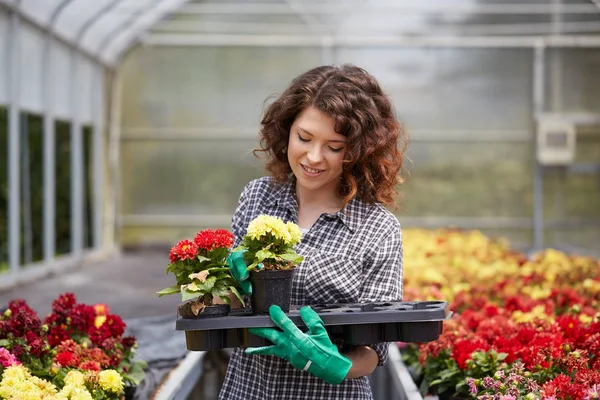 Mutlu kadın kreş işçisi seradaki bitkileri buduyor.
