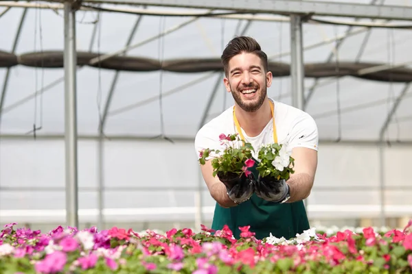 Gärna manliga arbetare trimning plantskoleväxter i växthus — Stockfoto