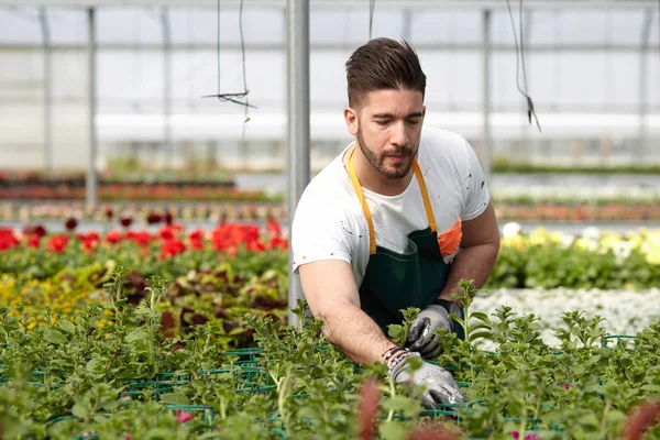 Gärna manliga arbetare trimning plantskoleväxter i växthus — Stockfoto