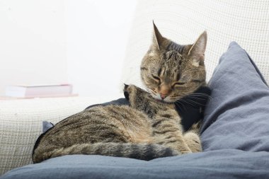 Avrupa kedi kanepede damat