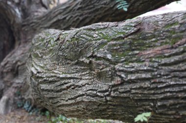 Ağaç kabuğu yakın çekim