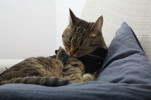 欧州猫のソファの手入れ — ストック写真