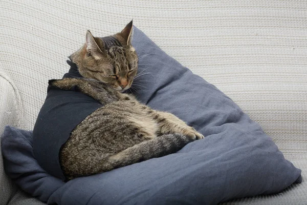 欧州猫のソファの手入れ — ストック写真