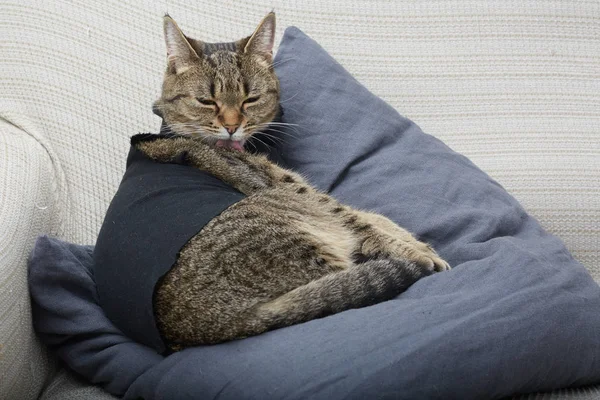 Котяча Стрижка Дивані — стокове фото
