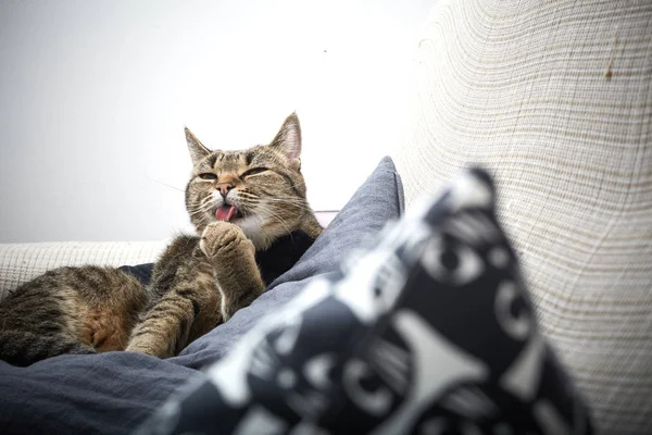 Europäische Katzenpflege Auf Dem Sofa — Stockfoto