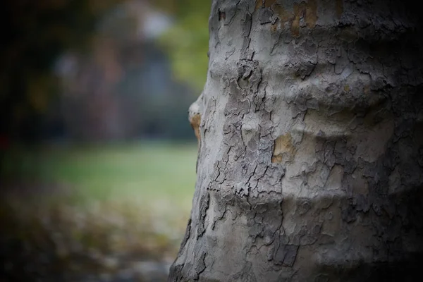 木树皮的关门 — 图库照片