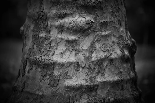 Close Wood Bark — Stock Photo, Image