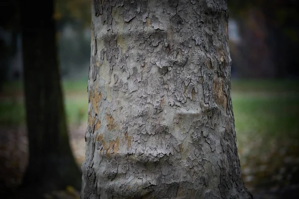 Nahaufnahme Von Holzrinde — Stockfoto